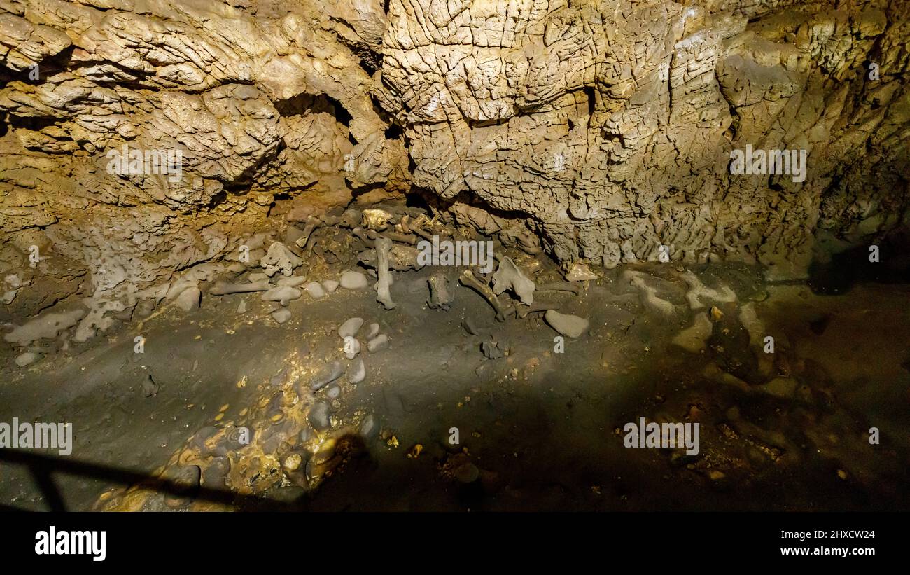 Lo scheletro dell'orso nella caverna dell'ursilor della pestera a Chiscau in romania Foto Stock