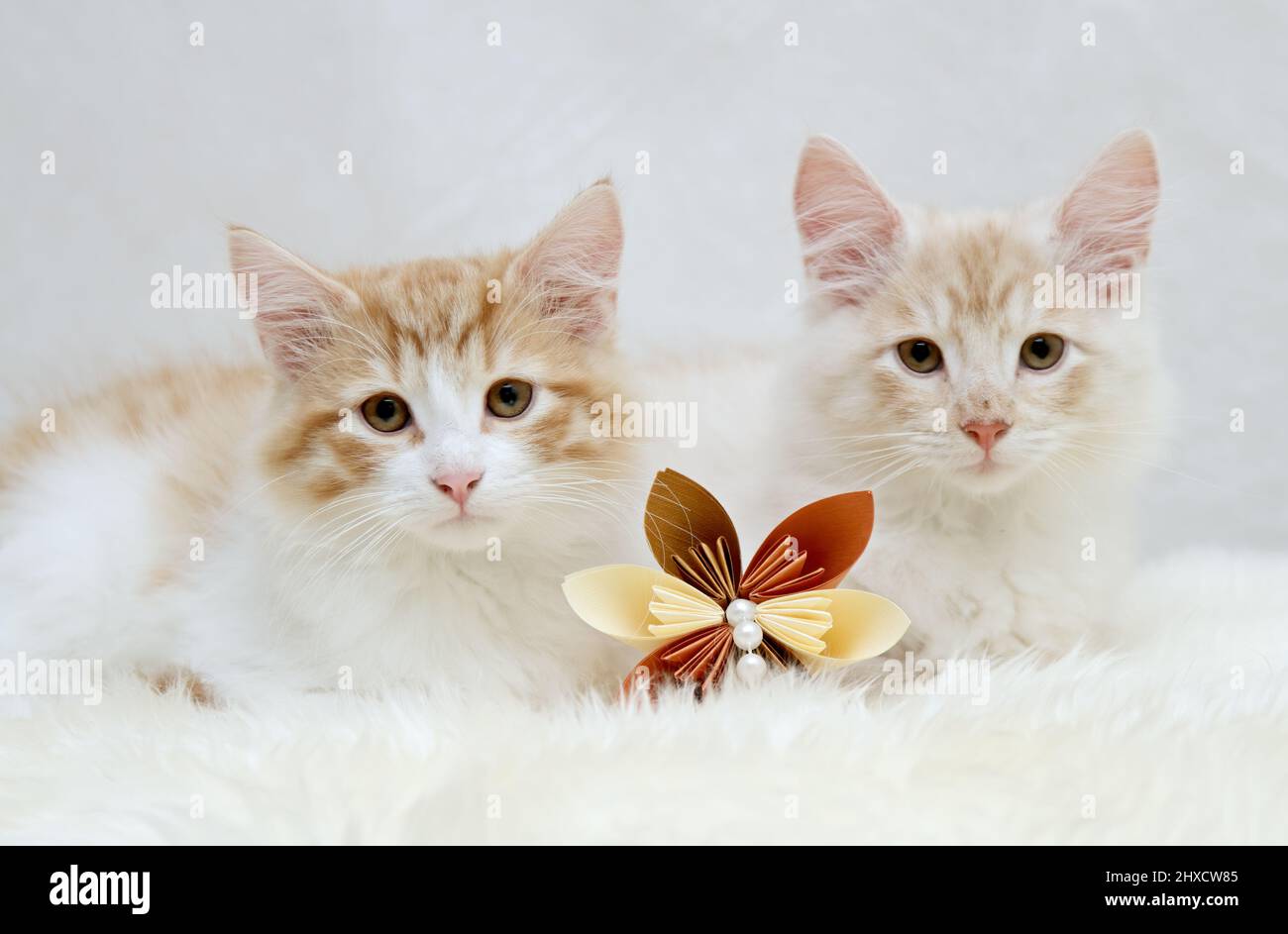 Due gattini di gatto della foresta norvegese giovani con fiori di origami Foto Stock