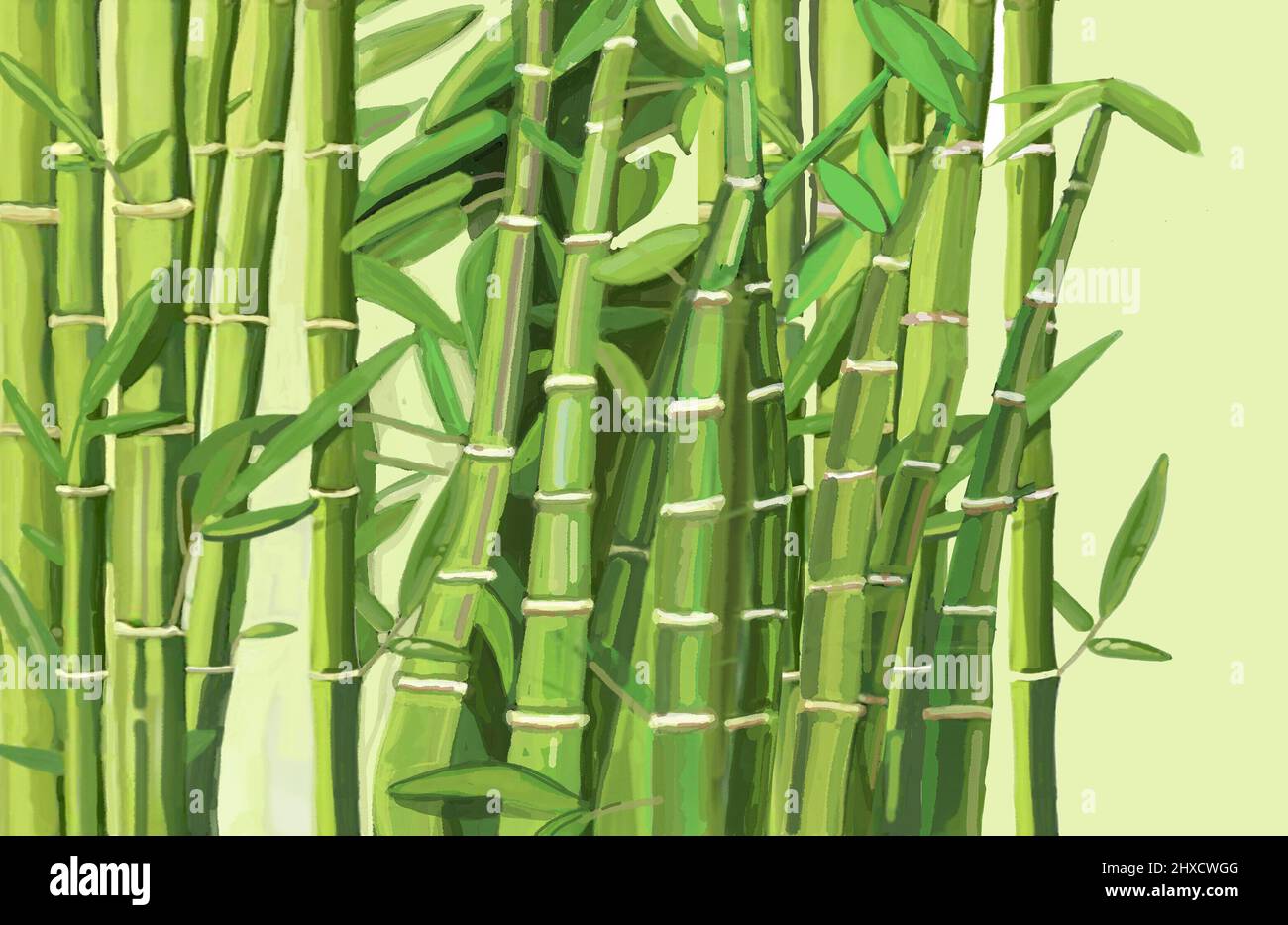 Piante di bambù Foto Stock
