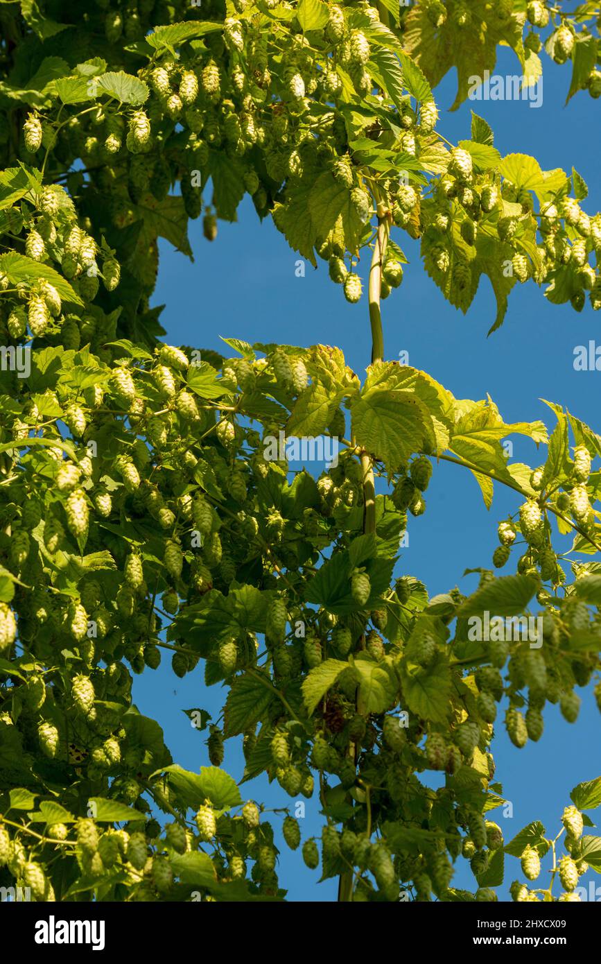 Luppolo, Baden-Wuerttemberg, autunno, prima della vendemmia Foto Stock