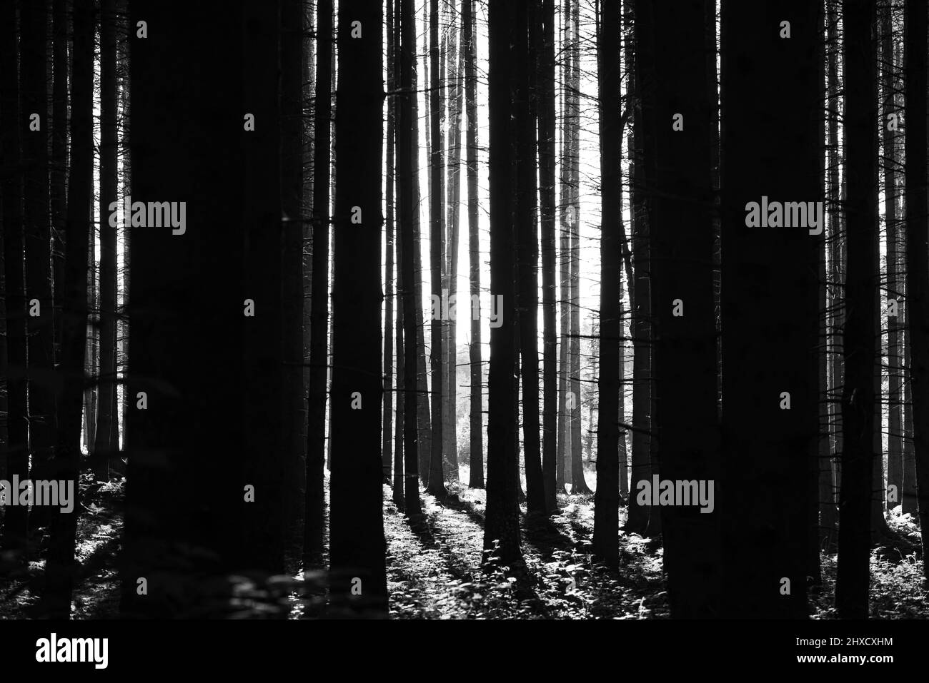 Foresta, mistico, bianco e nero, baviera Foto Stock