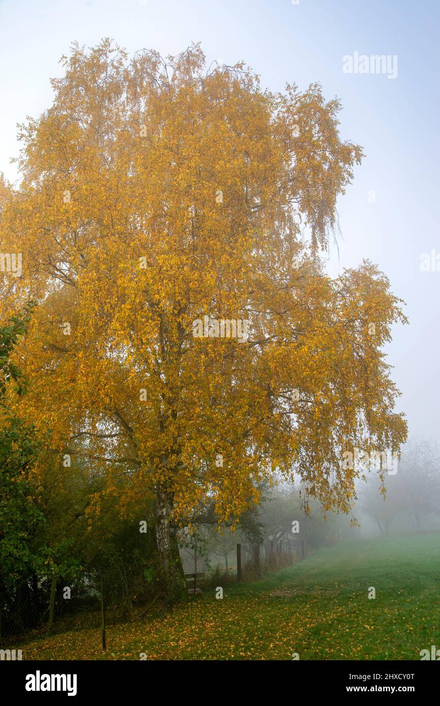 Albero di betulla con foglie d'autunno vicino a fontana di cervo, Foto Stock