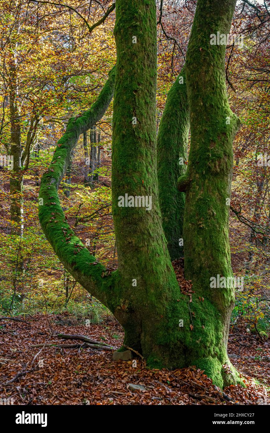 Quattro tronco di albero a Schönbuch vicino al rifugio Diebsteig Foto Stock