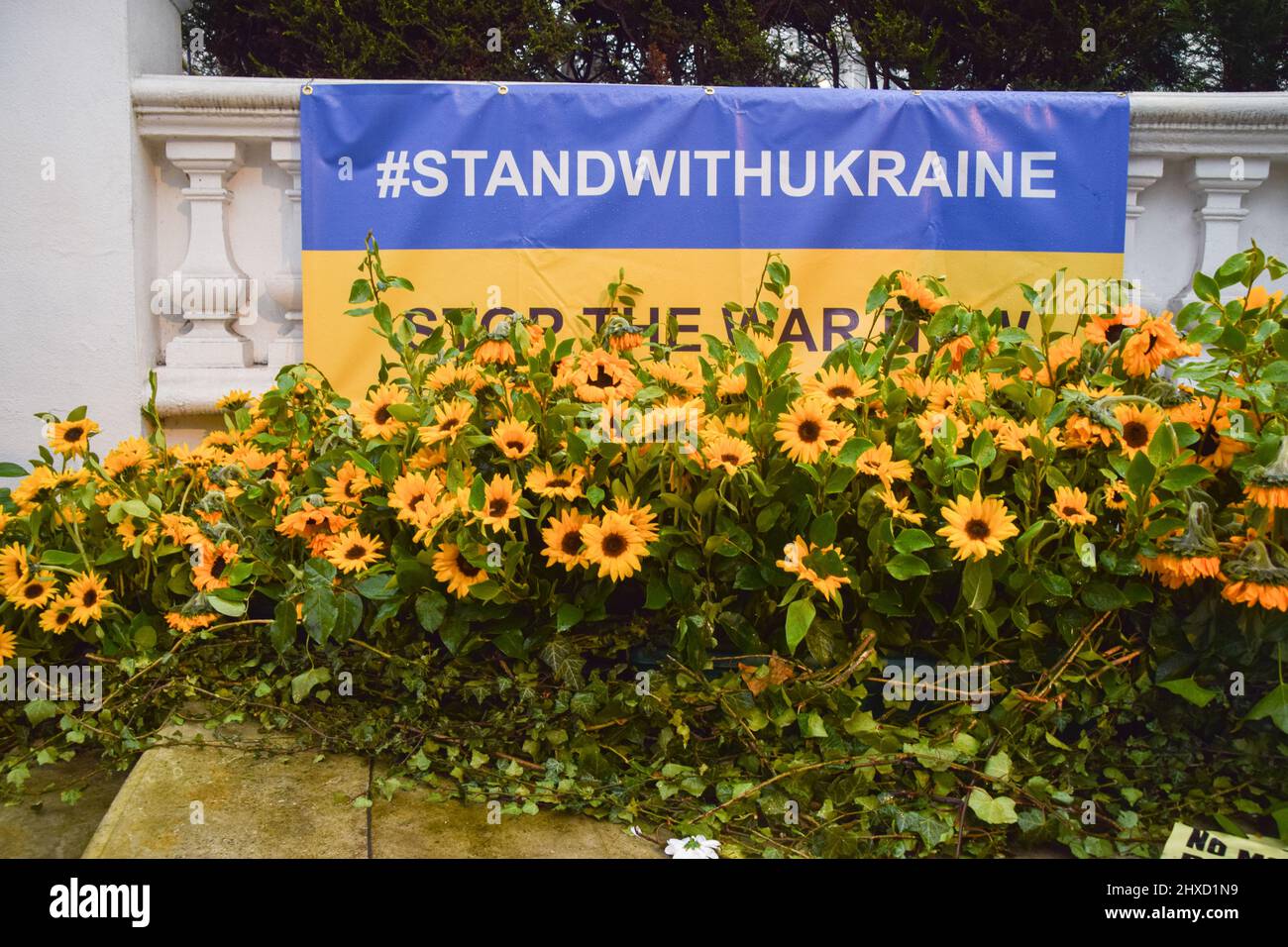 Londra, Regno Unito. 11th marzo 2022. Girasoli sono stati piantati intorno alla statua di San Volodymyr, il governatore dell'Ucraina dal 980 al 1015, in Holland Park, accanto a segni a sostegno dell'Ucraina. I girasoli sono diventati simboli di resistenza e solidarietà Ucraina durante l'attacco russo. Credit: Vuk Valcic/Alamy Live News Foto Stock