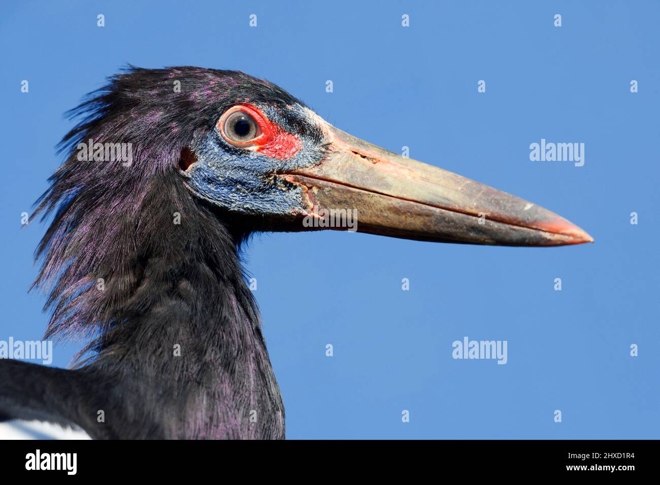 La cicogna di Abdim (Ciconia abdimii), ritratto, Africa Foto Stock