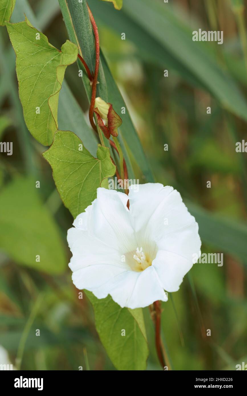Fence bindweed (Calystegia sepium), fiore, Renania settentrionale-Vestfalia, Germania Foto Stock