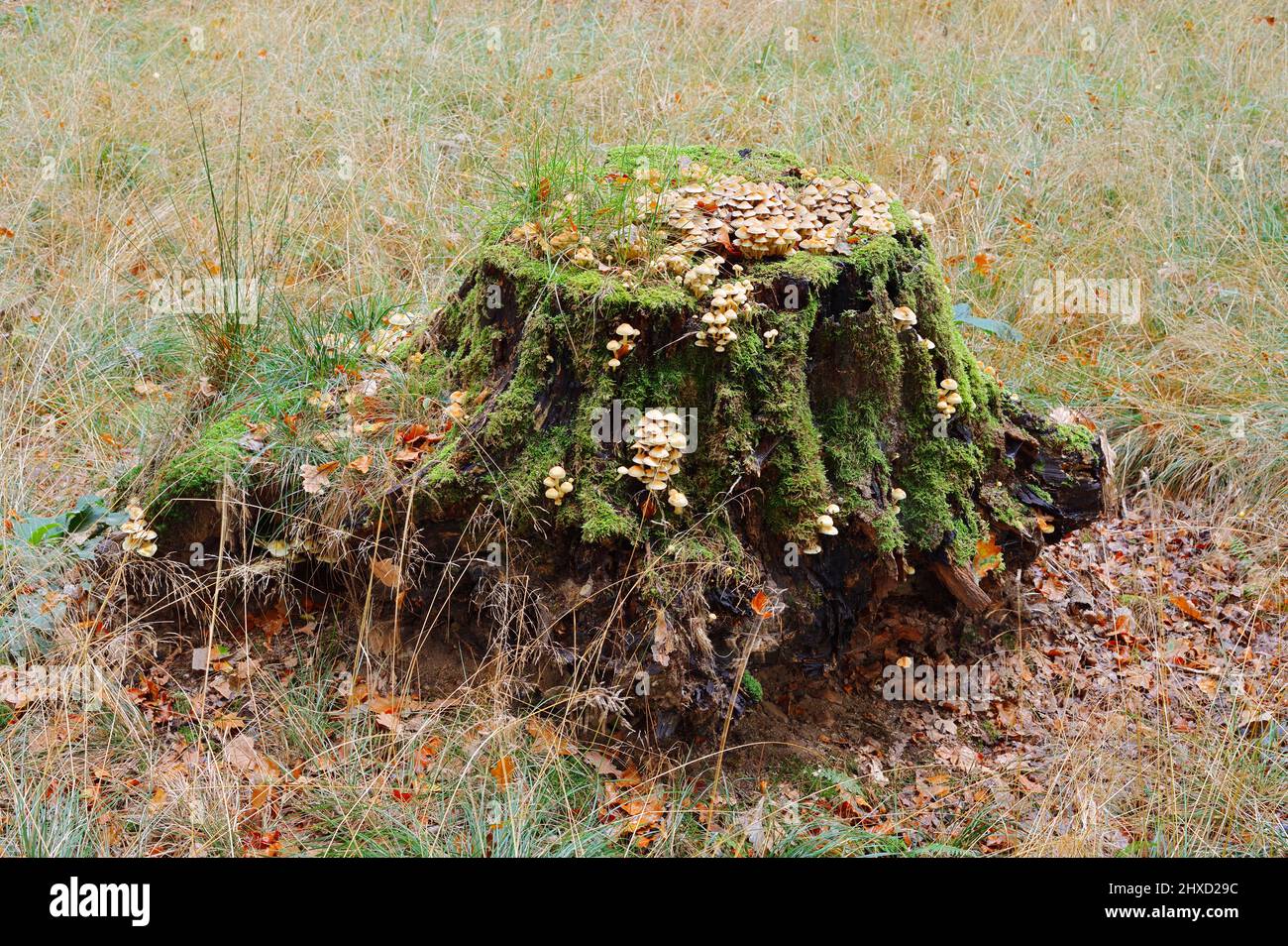 Nematoloma amaro (Hypholoma fasciculare) su un ceppo di albero, autunno, Renania settentrionale-Vestfalia, Germania Foto Stock