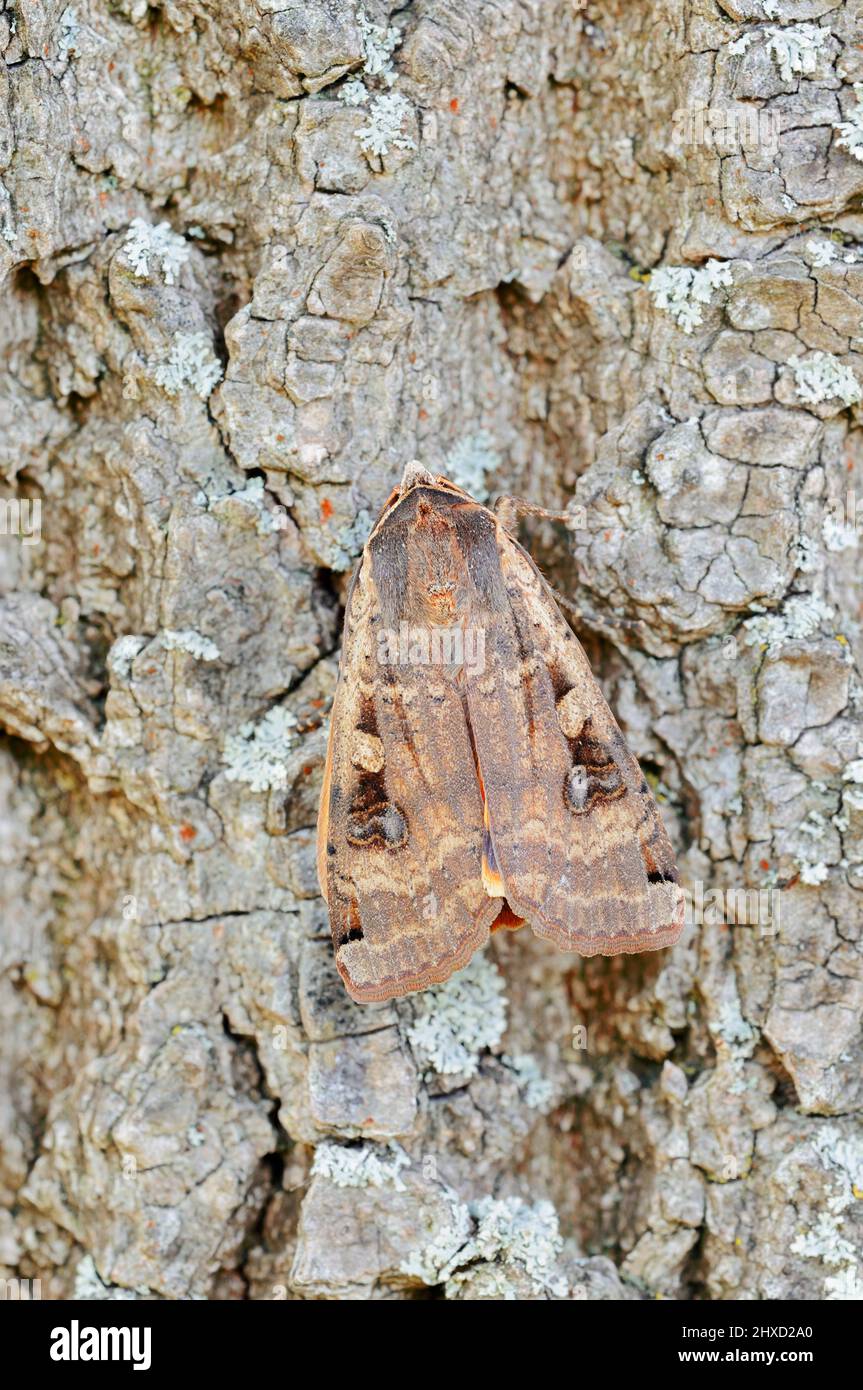 Grande sottoala gialla (Noctua pronuba) su un tronco di albero, Renania settentrionale-Vestfalia, Germania Foto Stock