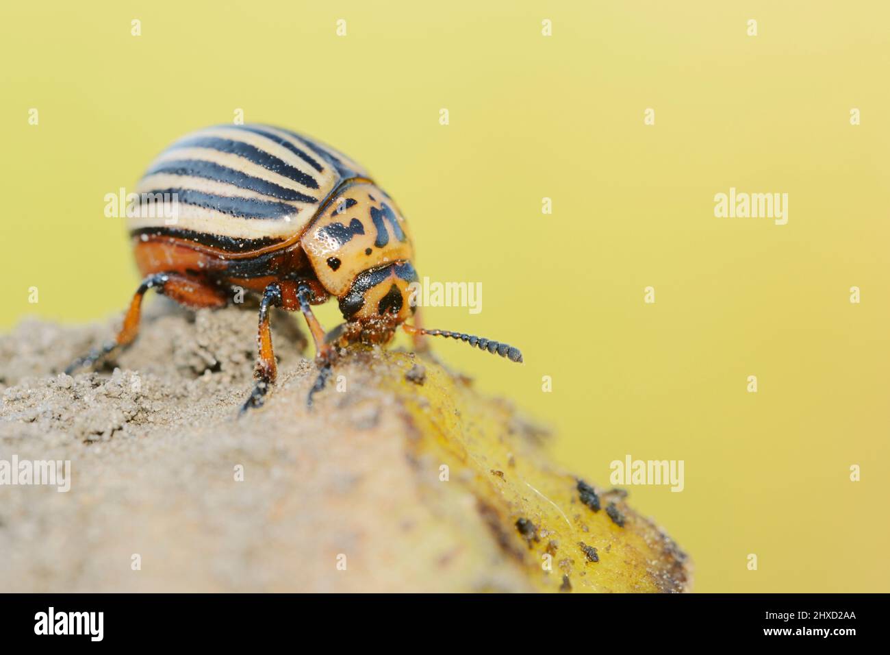 Coleotteri di patate del Colorado (Leptinotarsa decemlineata) che si nutrono di patate, Renania settentrionale-Vestfalia, Germania Foto Stock