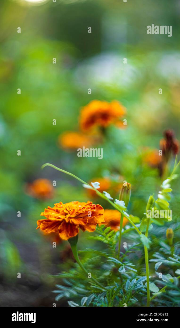 Marigold francese (Tagetes patula hybride), giallo brillante arancio rosso fiore Foto Stock