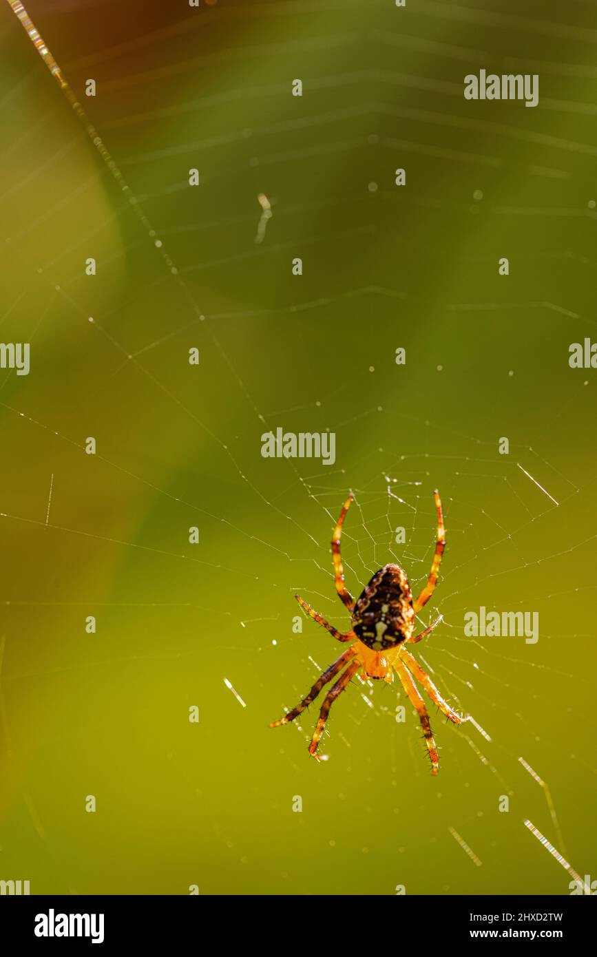 Colorato ragno croce giardino (Araneus diadematus) in attesa di preda in mezzo al suo web Foto Stock