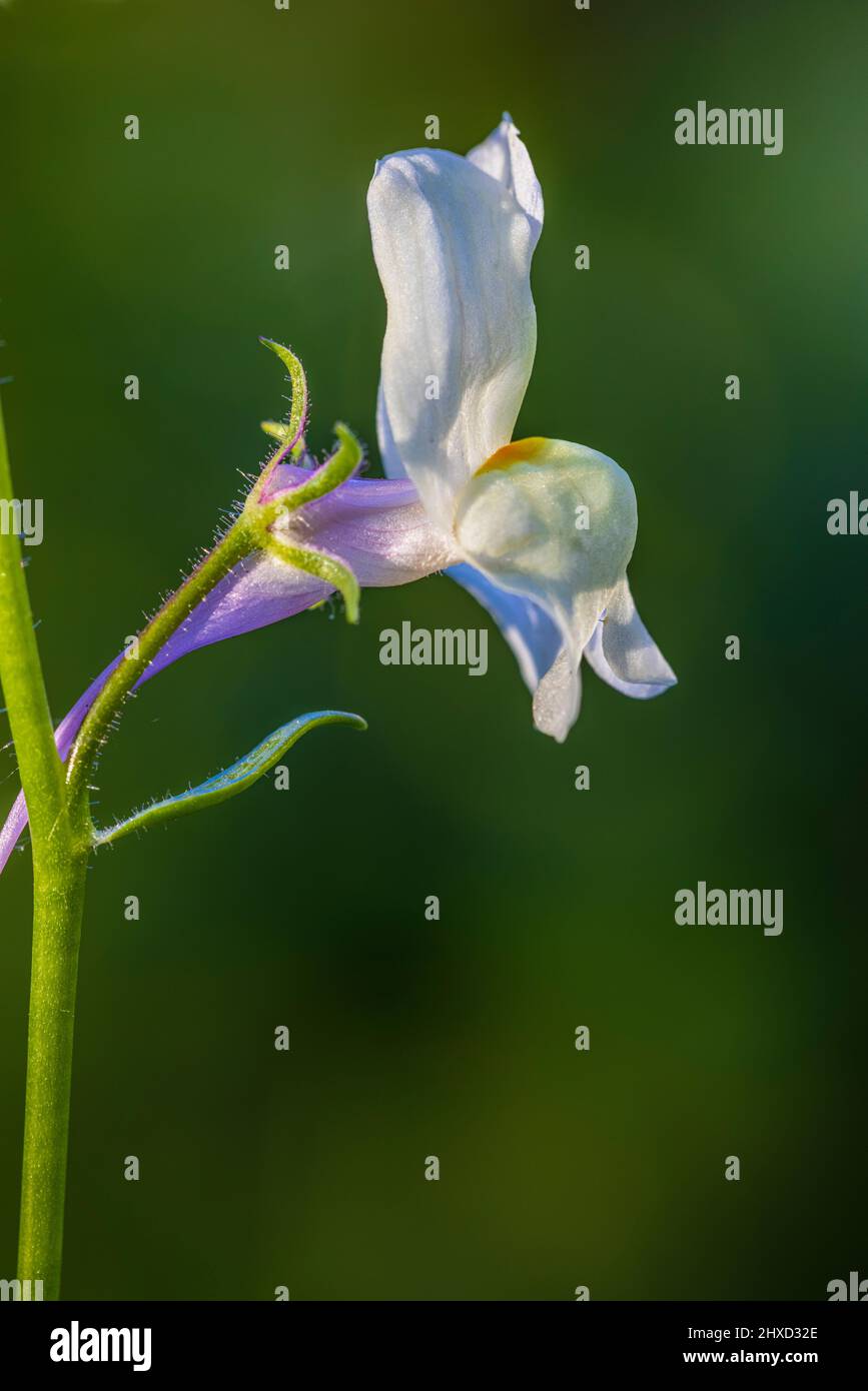 Hellebore a foglie larghe (Epipactis Helleborine), fiore di orchidee selvatiche Foto Stock