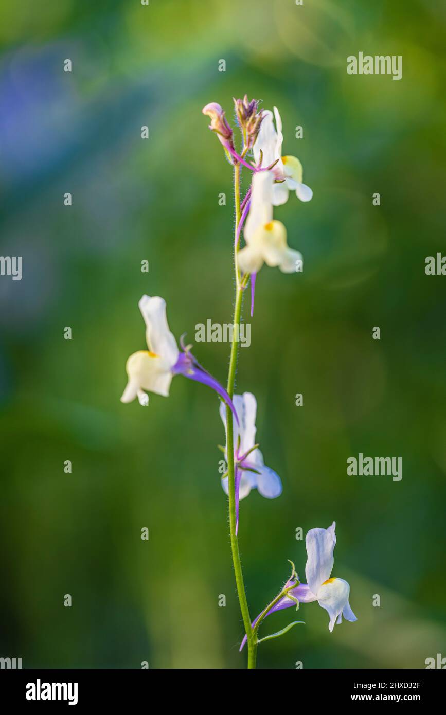 Hellebore a foglie larghe (Epipactis Helleborine), fiore di orchidee selvatiche Foto Stock