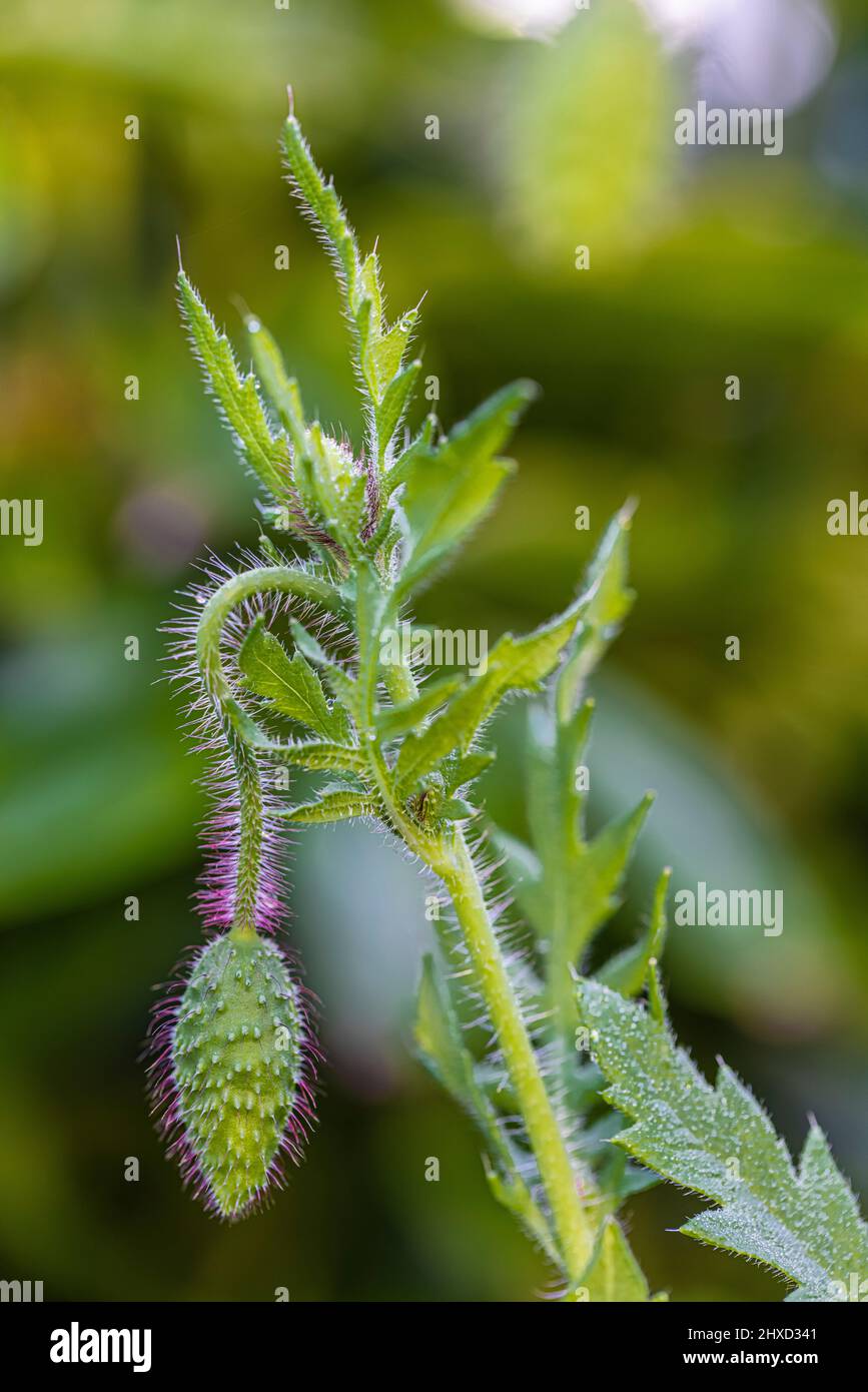 Papavero di mais (papaver roeas), papavero fiore, mais rosa Foto Stock