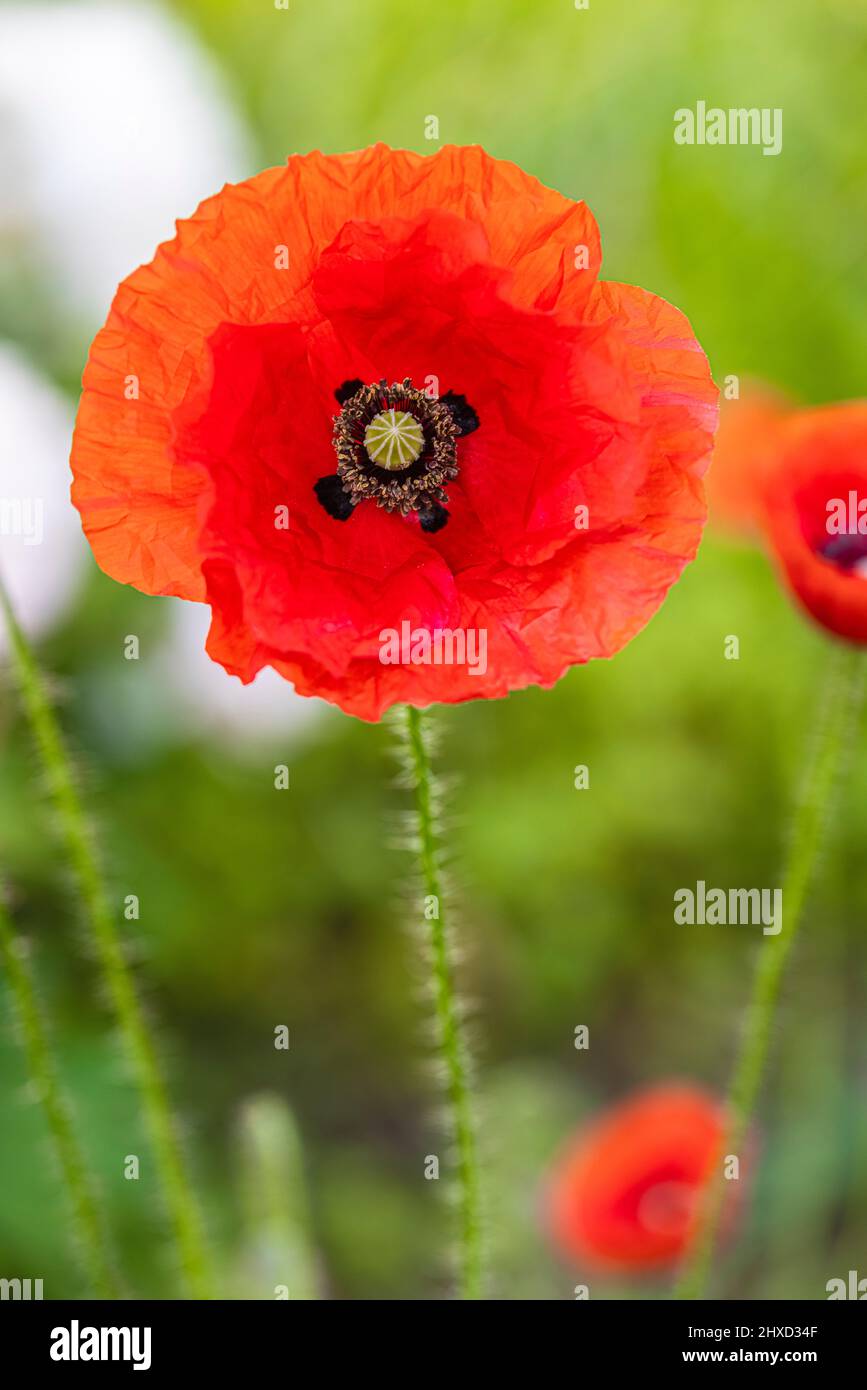 Papavero di mais (papaver roeas), papavero fiore, mais rosa Foto Stock