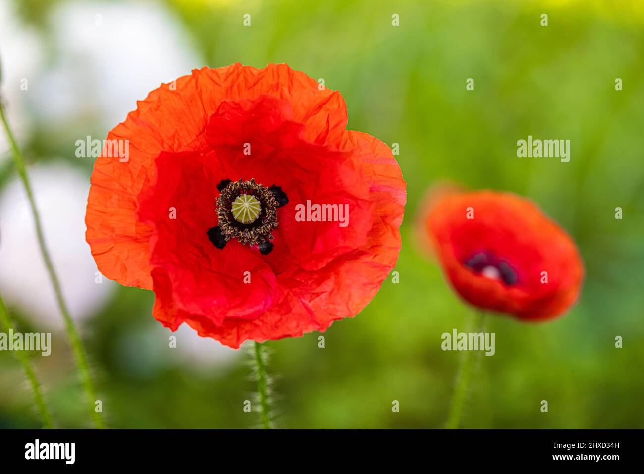 Papavero di mais (papaver roeas), papavero fiore, mais rosa Foto Stock