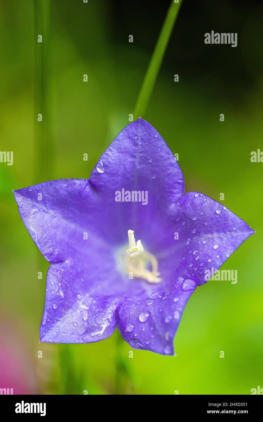 Peach-lasciarono la campanula, Campanula persicifolia, fiore Foto Stock