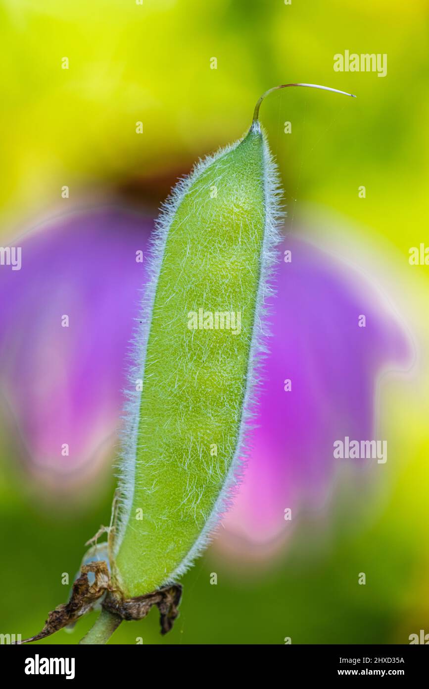 Scopa per scope, legume, frutta non matura, primo piano Foto Stock