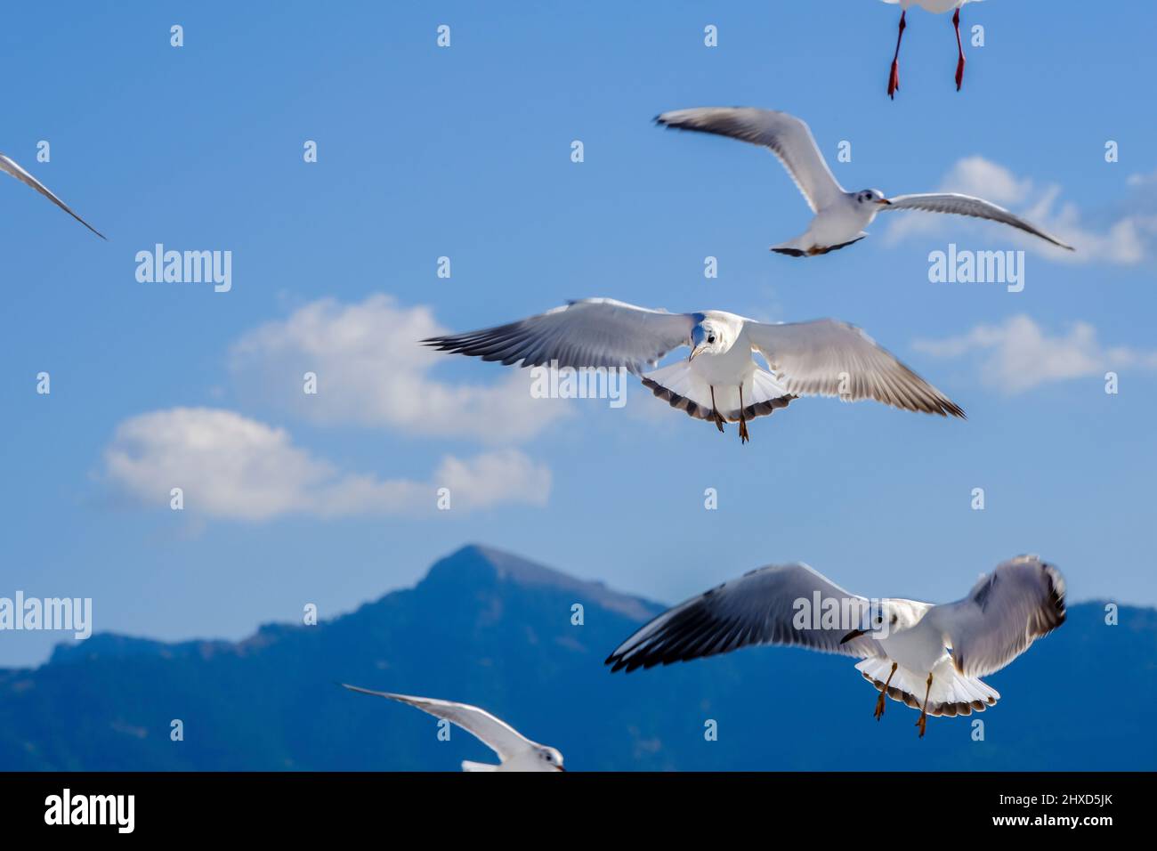 Gabbiani, traghetto Tassos Sea Lines, Limenas, Thassos, Grecia Foto Stock