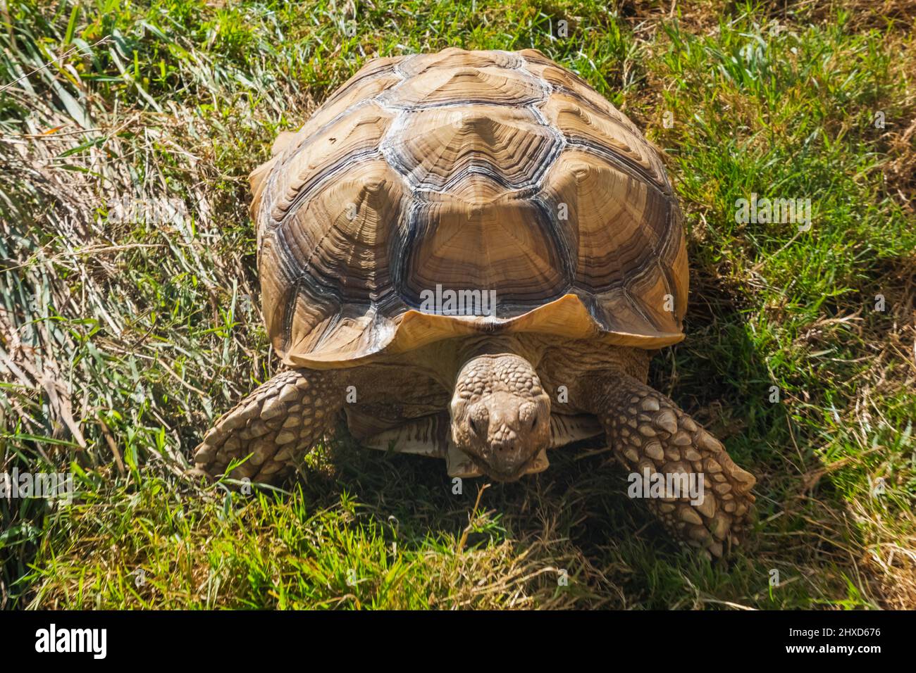 Inghilterra, Dorset, Beaminster, Mapperton House and Gardens, la tartaruga sulcata Foto Stock