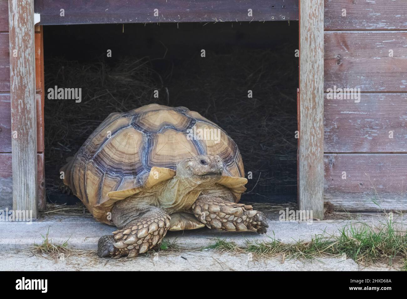 Inghilterra, Dorset, Beaminster, Mapperton House and Gardens, la tartaruga sulcata Foto Stock