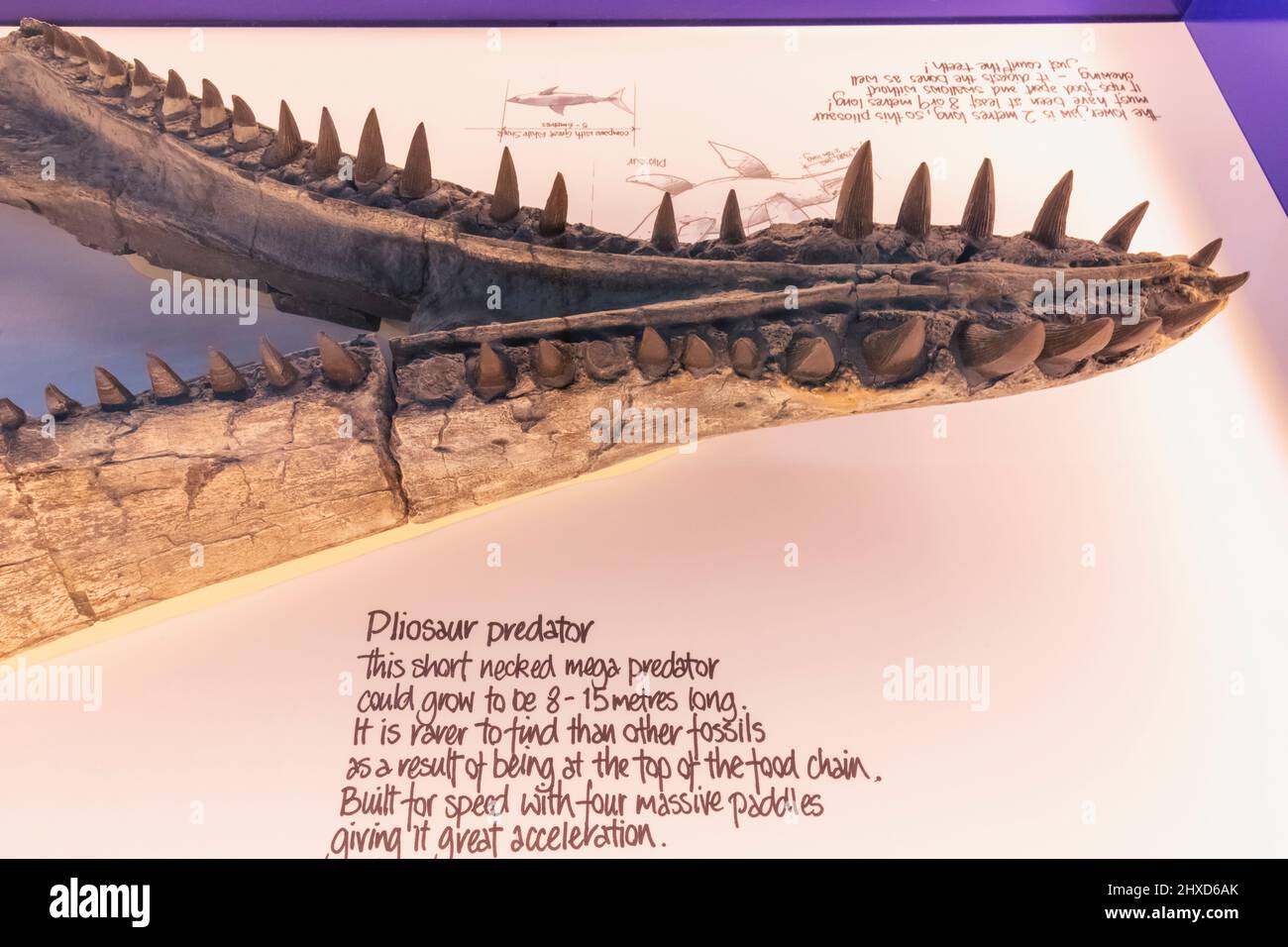 Inghilterra, Dorset, Kimmeridge, The ETches Collection Museum of Jurassic Marine Life, mostra di una ganascia e denti di Pliosaur fossilizzati Foto Stock