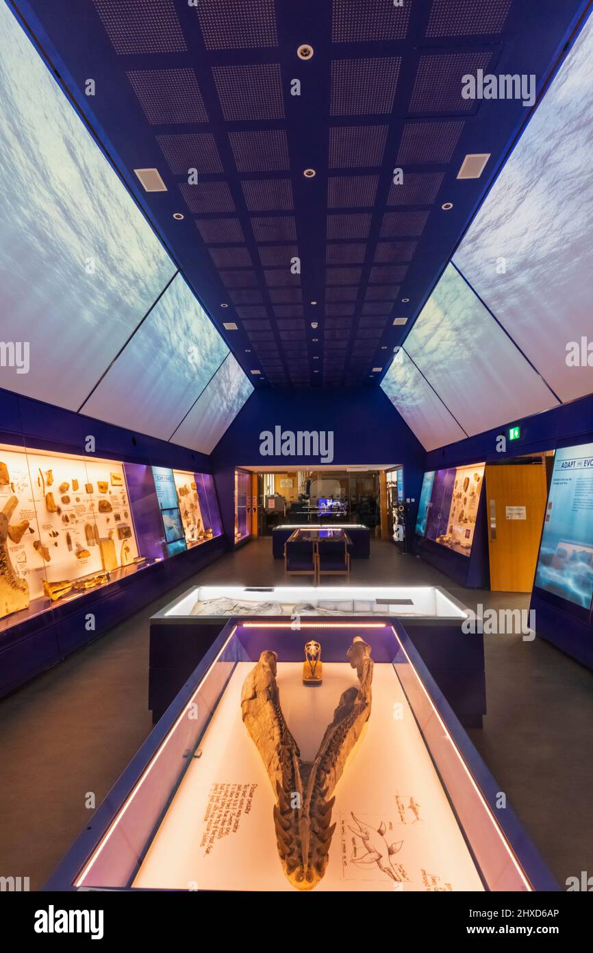 Inghilterra, Dorset, Kimmeridge, Interior View of the etches Collection Museum of Jurassic Marine Life Foto Stock