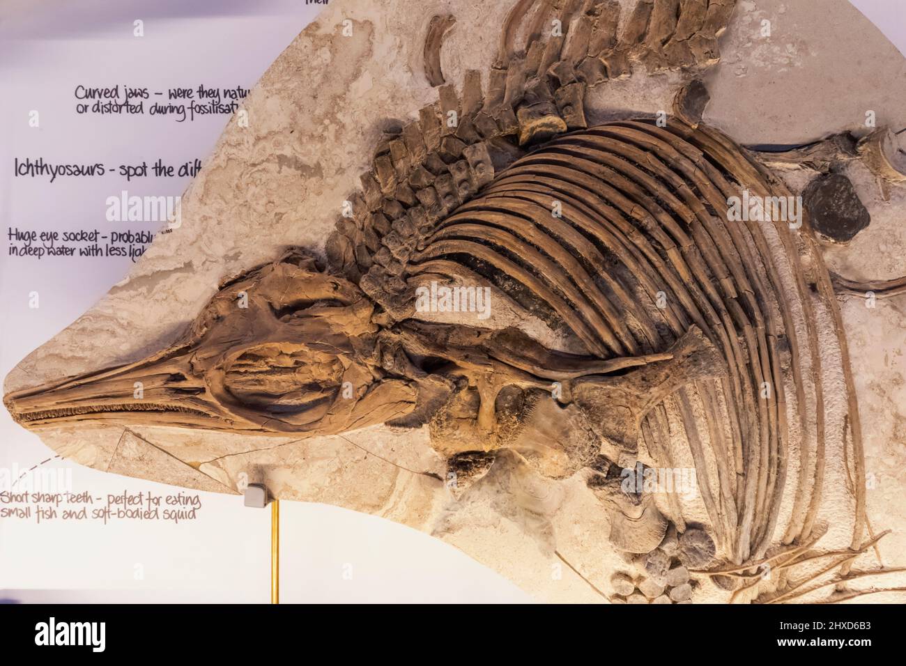 Inghilterra, Dorset, Kimmeridge, il Museo della collezione di etches della vita marina giurassica, esposizione di uno scheletro fossilizzato di Ichthyosaur Foto Stock