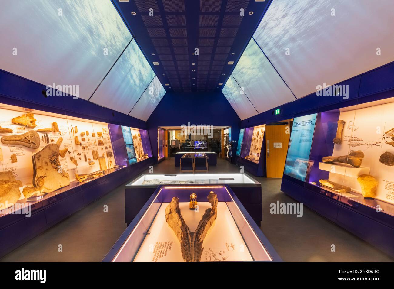 Inghilterra, Dorset, Kimmeridge, Interior View of the etches Collection Museum of Jurassic Marine Life Foto Stock