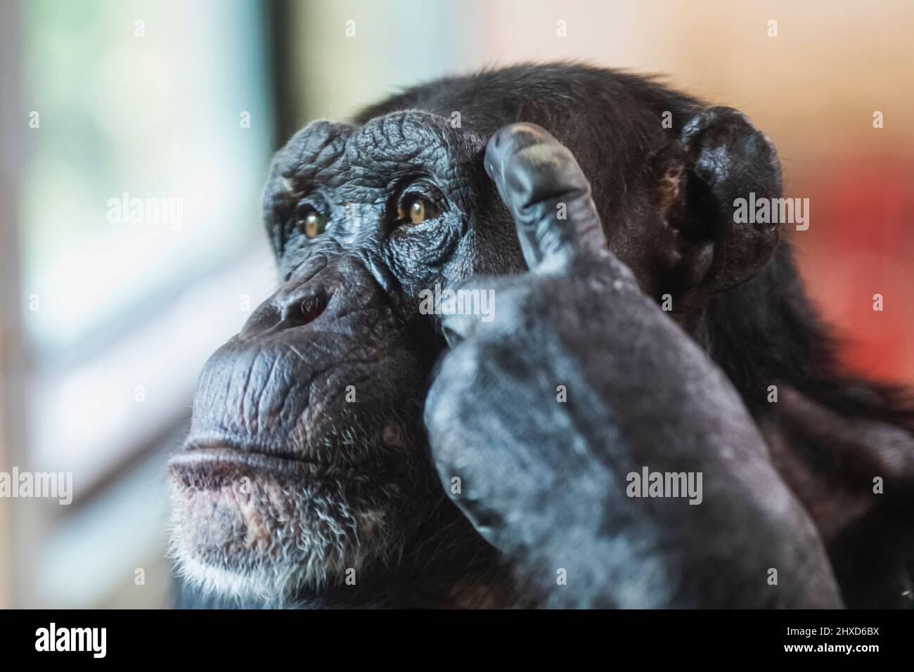 Inghilterra, Dorset, Monkey World Attraction, premuroso Chimpanzee contemplare la vita Foto Stock