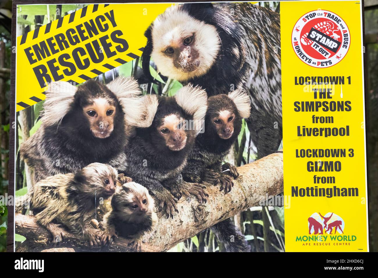 Inghilterra, Dorset, Monkey World Attraction, Poster che mostra le scimmie salvate formalmente usato come Household Pets Foto Stock
