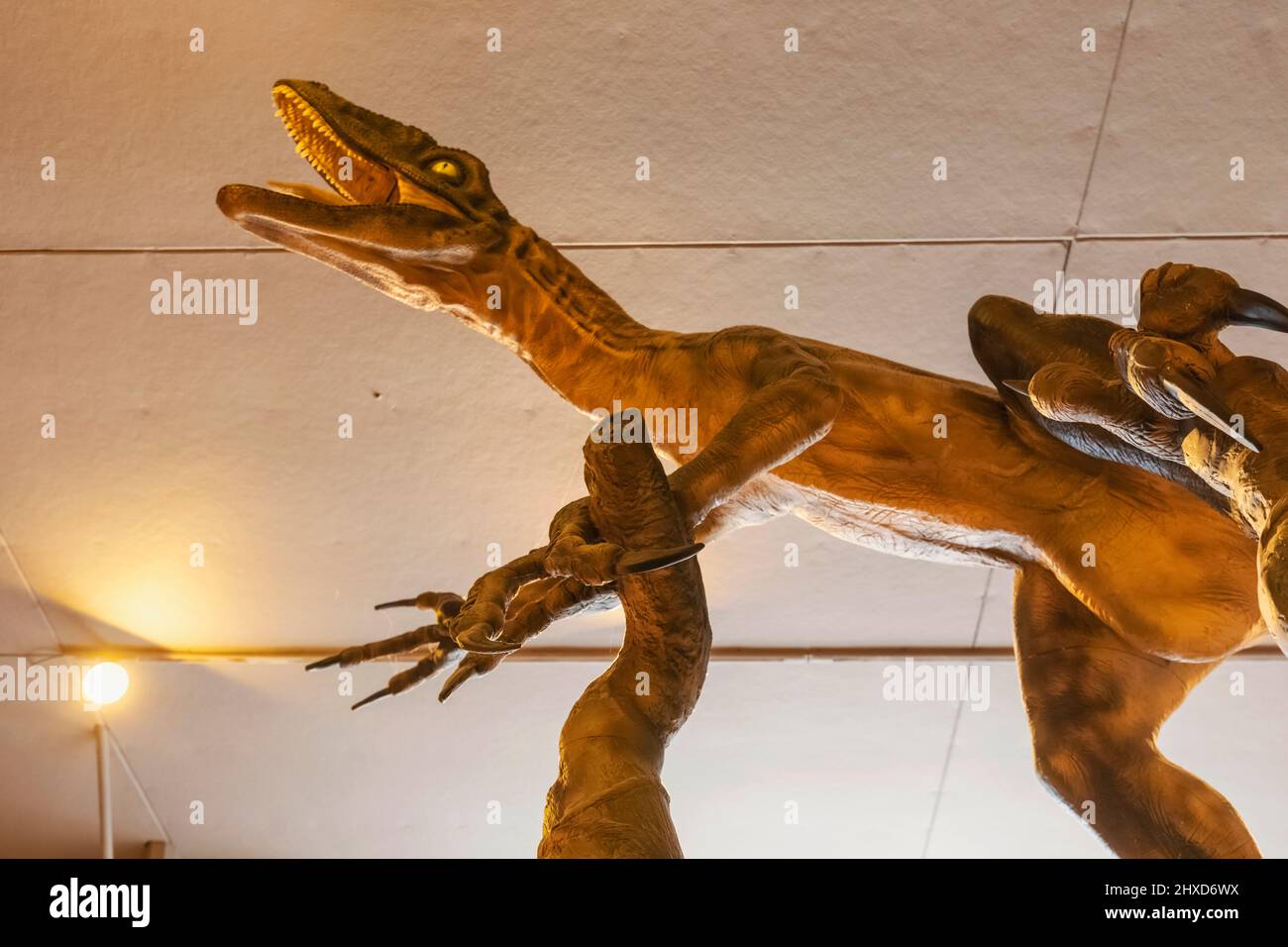 Inghilterra, Dorset, Dorchester, il Museo dei Dinosauri, modello di un Dinosauro Predatore attivo Deinonichus Foto Stock