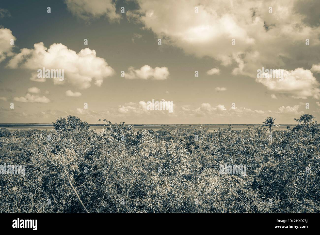 Vecchia foto in bianco e nero della vista panoramica della laguna di Muyil dalla torre panoramica in legno nella giungla tropicale foresta naturale di Sian Ka'a Foto Stock