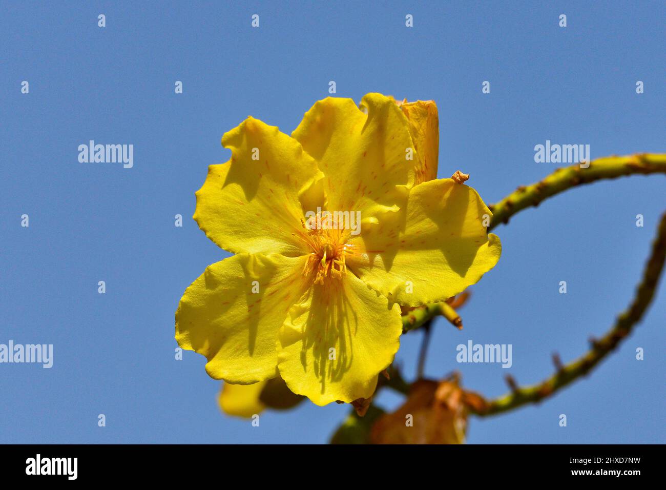 Primo piano di un fiore giallo tropicale, Kununurra, Australia Occidentale, Australia Foto Stock