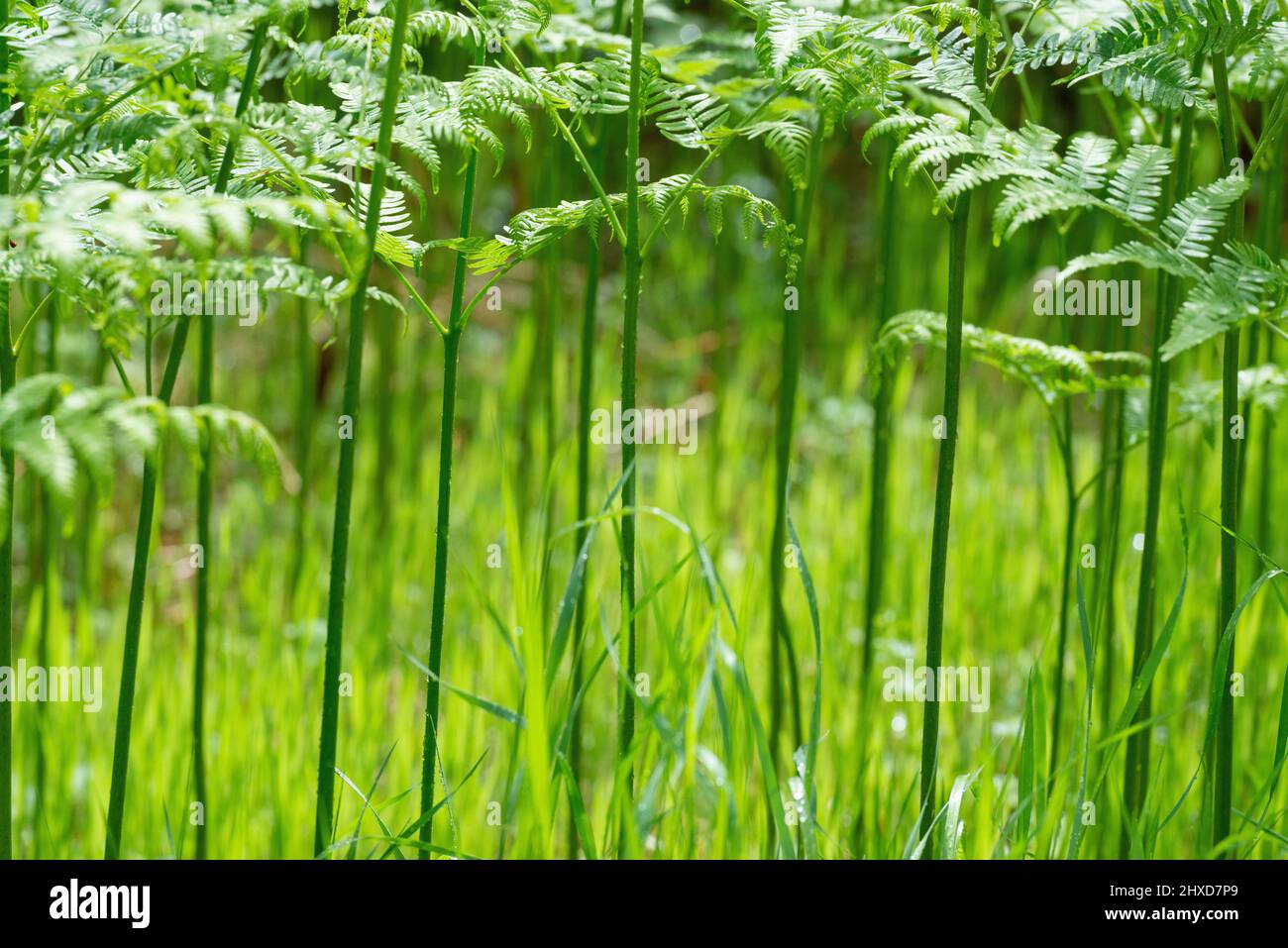 Felci in primavera con verde fresco, Unnaryd, Svezia Foto Stock