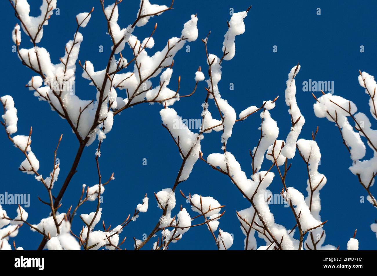 Rami con neve contro il cielo blu, Unnaryd, Svezia Foto Stock