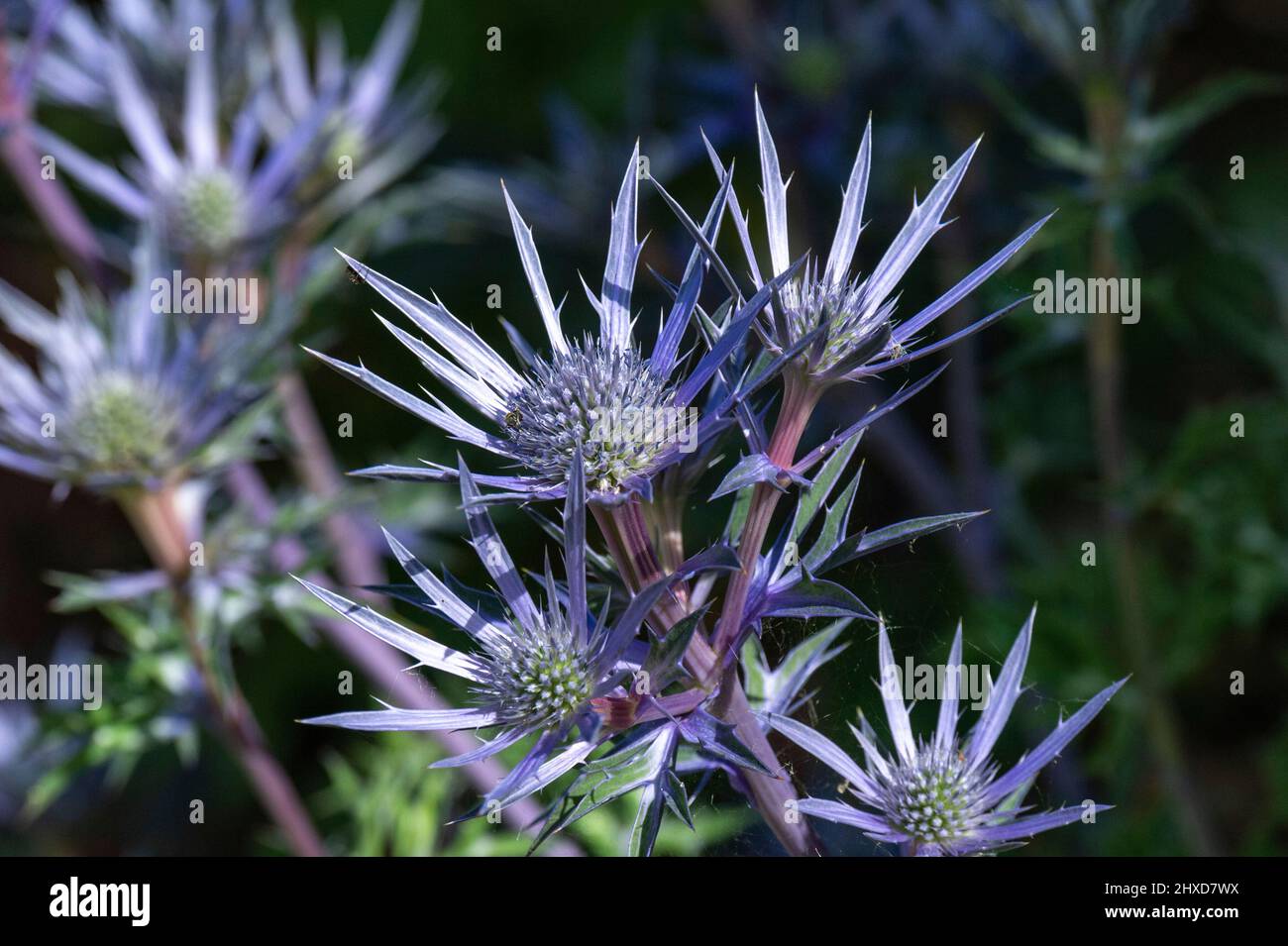 Fiori di un cardo in primo piano, Rosings Park, Kent, Inghilterra Foto Stock