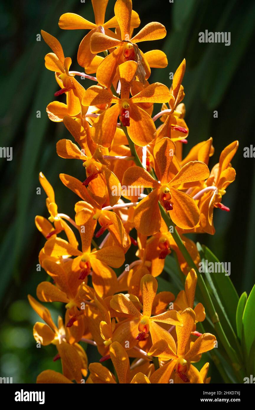 Fiore di orchidee di colore arancione nel giardino tropicale, Singapore Foto Stock