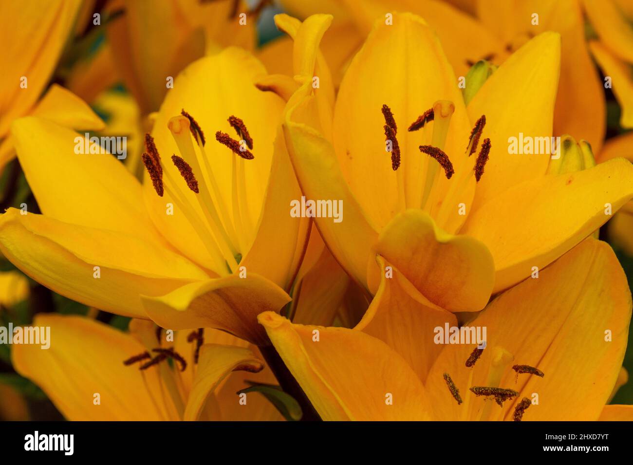 Fiori gialli in fiore da vicino, Fadan Head, Irlanda Foto Stock
