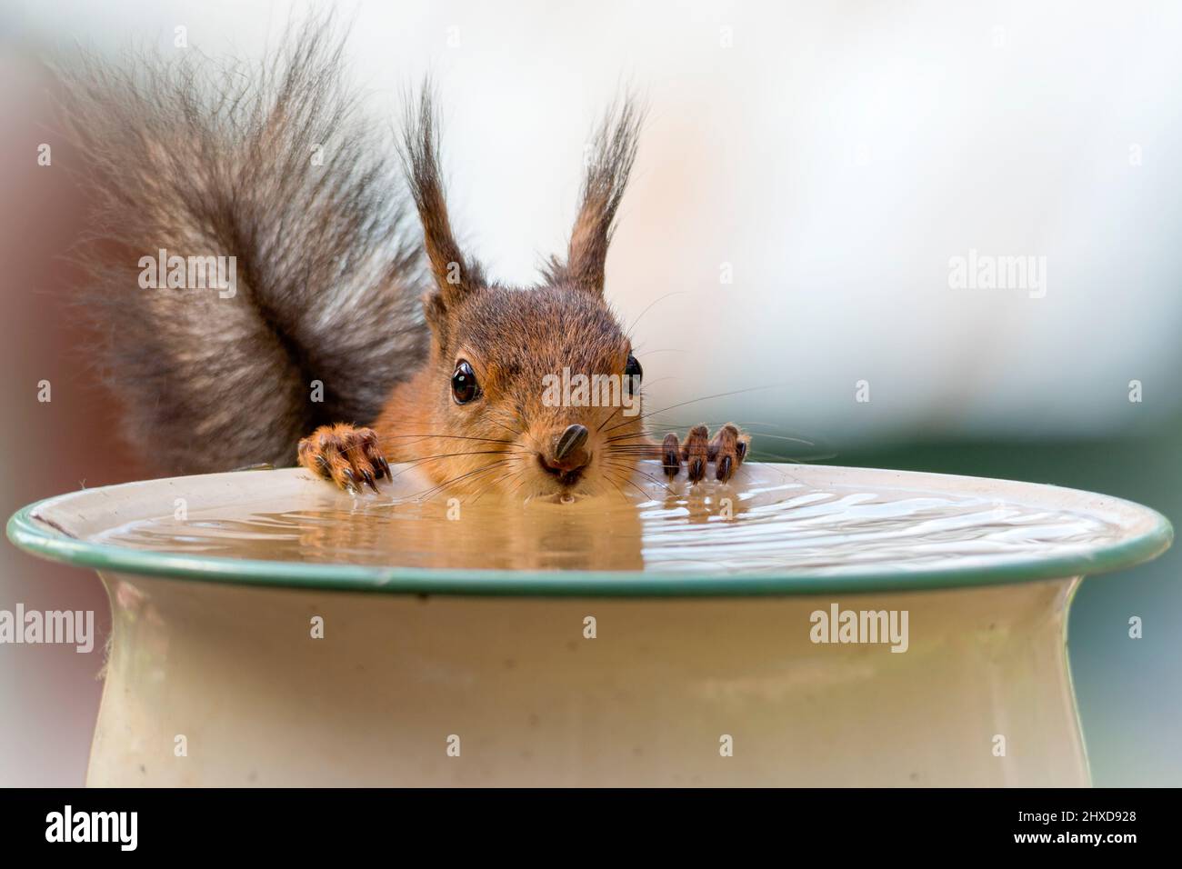 scoiattolo acqua potabile con un seme sul naso Foto Stock