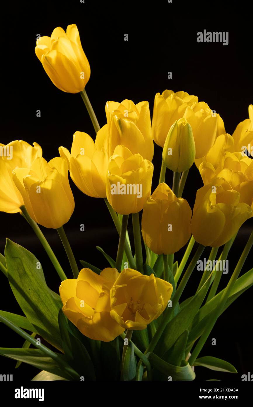 Tulipano giallo su sfondo nero, ancora vita Foto Stock