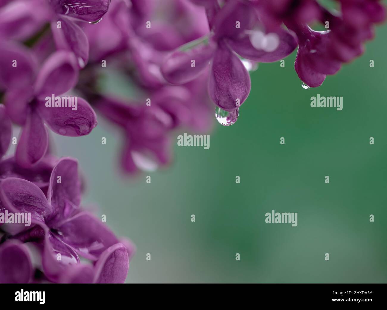 fiori lilla rami su sfondo verde Foto Stock