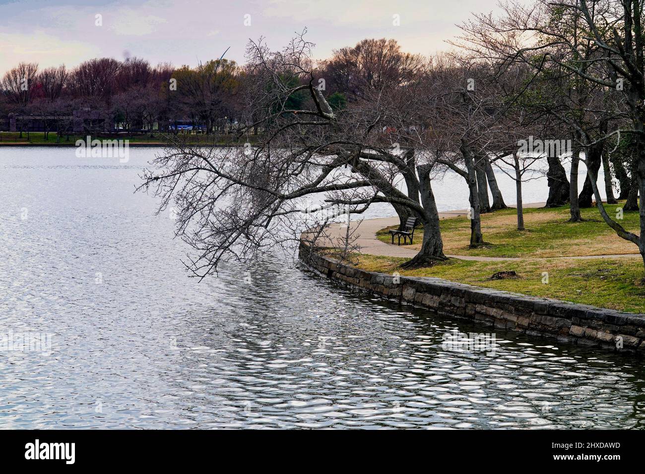 Alberi d'inverno che si piegano su un lago Foto Stock