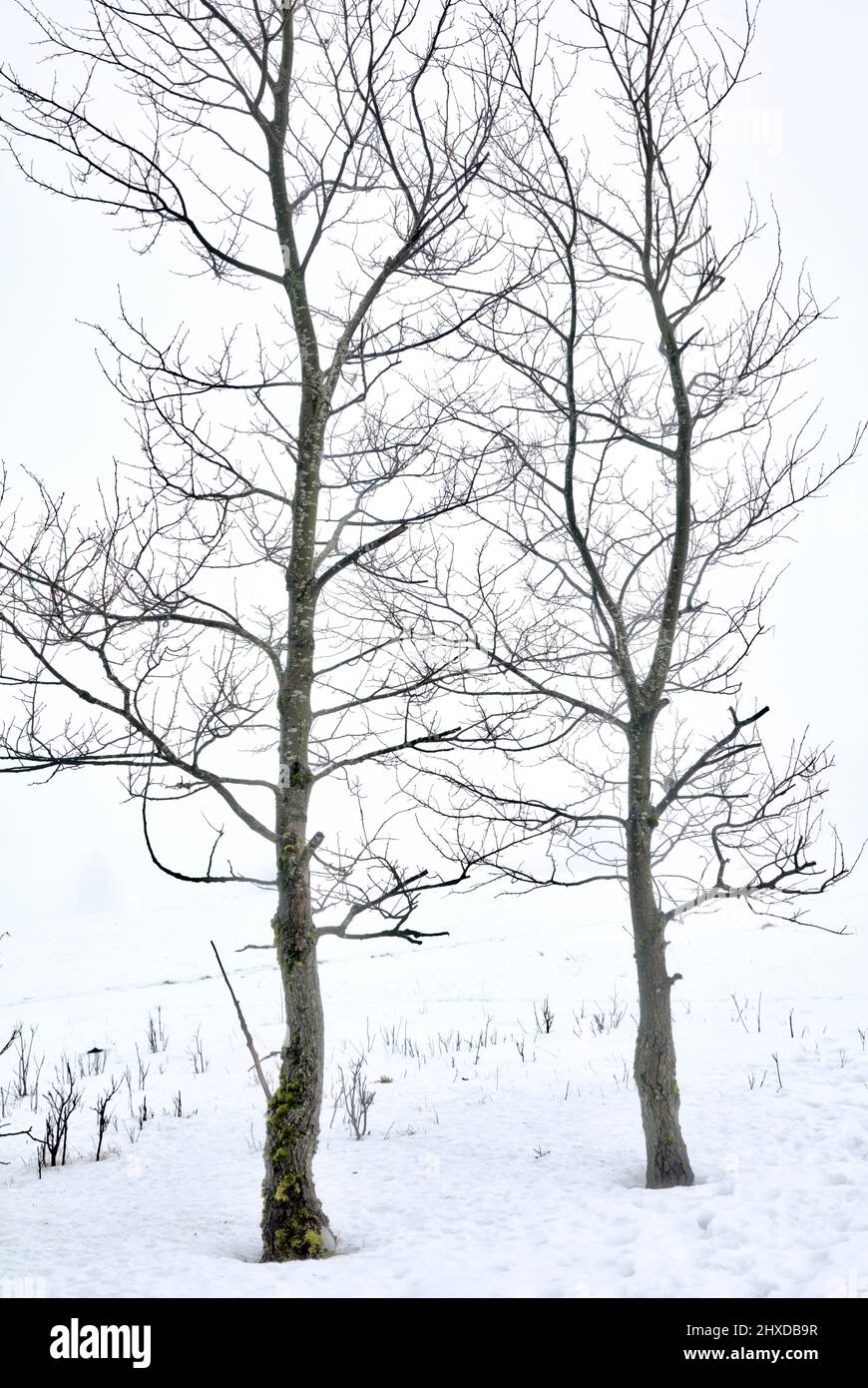 Inverno, albero, nebbia, hoarfrost, gelo, Snow, Chorn hedge, Rhön, Baviera, Germania, Europa, Foto Stock