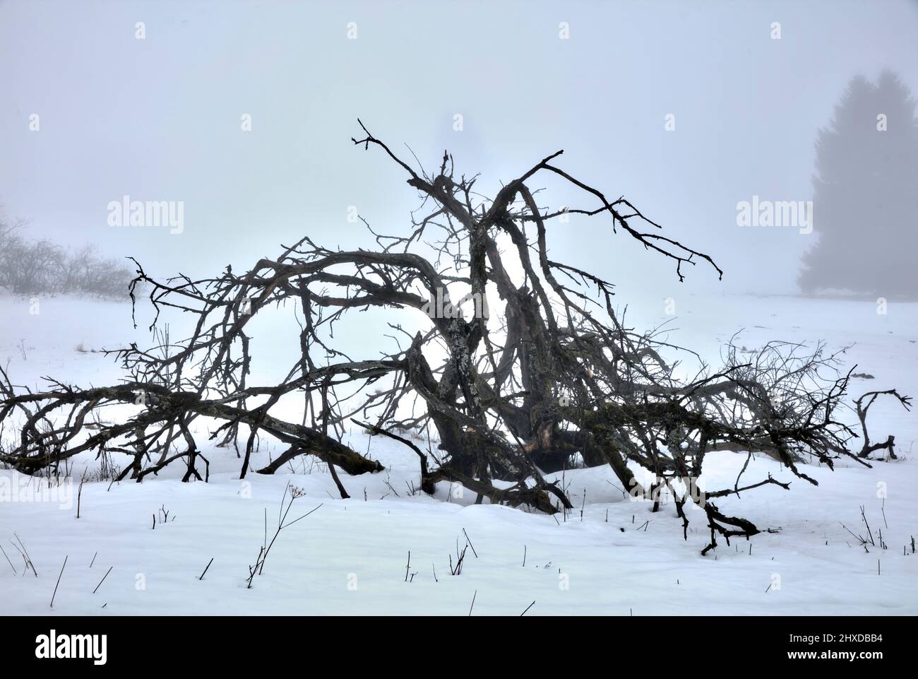 Inverno, albero, cespuglio, nebbia, hoarfrost, Gelo, neve, siepe di corno, Rhön, Baviera, Germania, Europa, Foto Stock