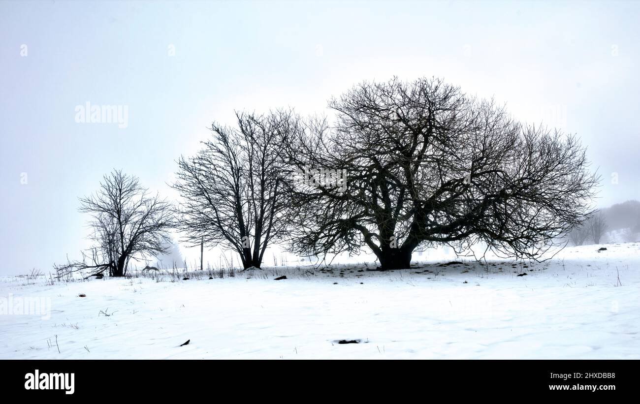 Inverno, albero, nebbia, hoarfrost, gelo, Snow, Chorn hedge, Rhön, Baviera, Germania, Europa, Foto Stock