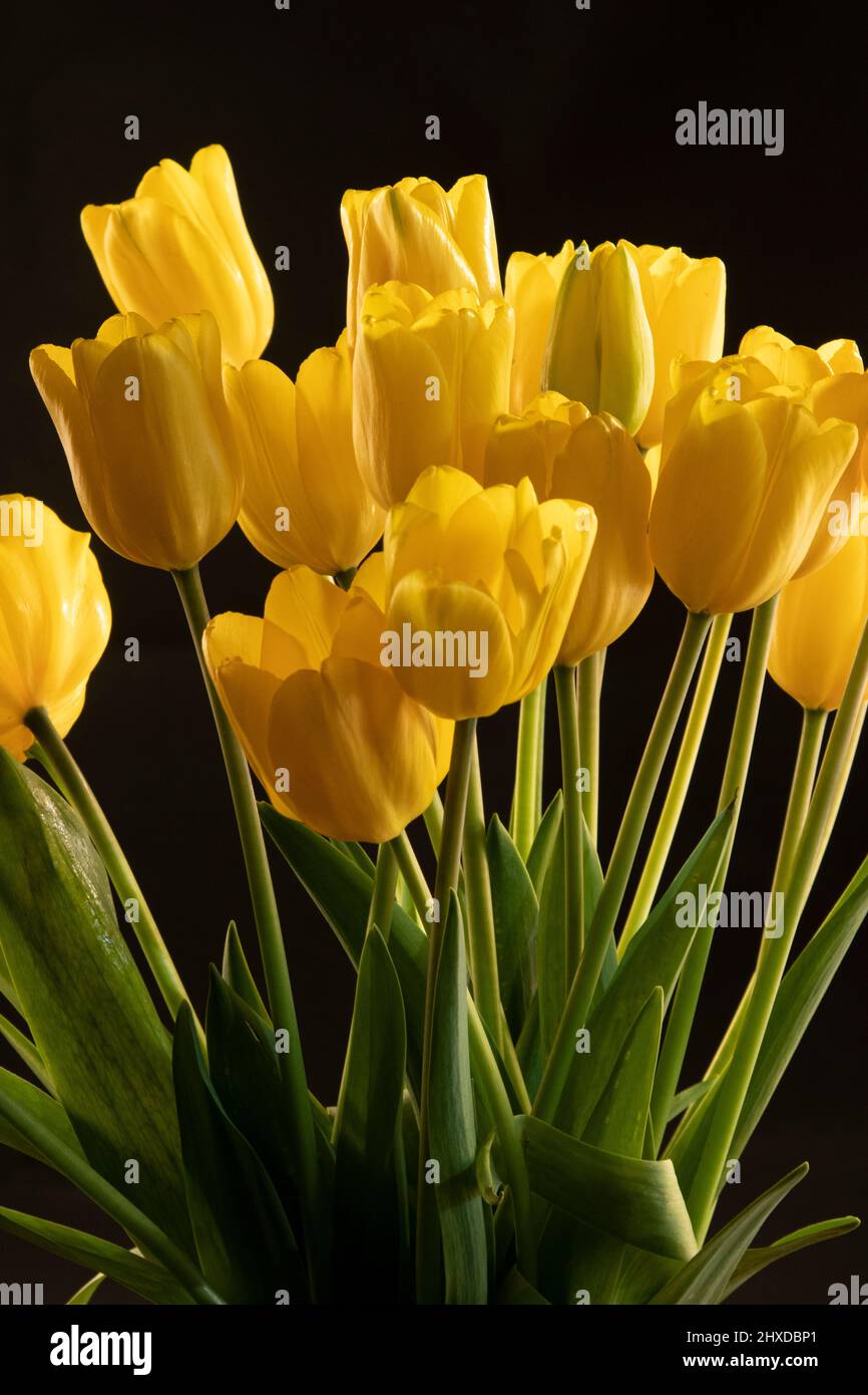 Tulipano giallo su sfondo nero, ancora vita Foto Stock