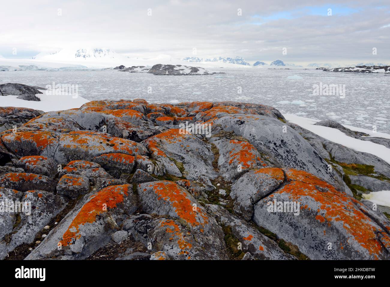 I licheni rossi luminosi prolifici coprono la zona di Christine Island a Arthur Harbour, vicino a Palmer Station, Antartide Foto Stock