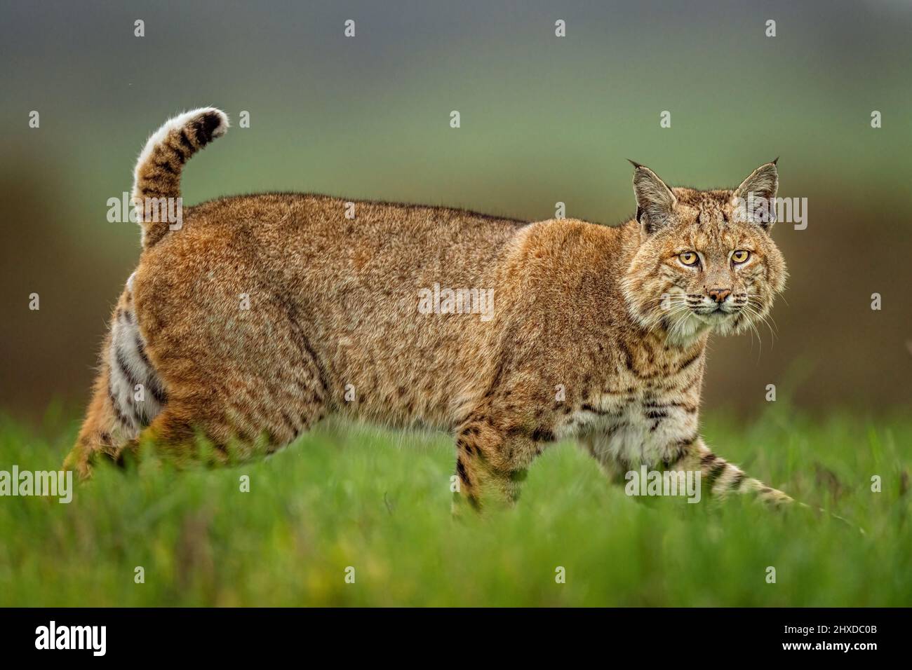 Bobcat sulla caccia Foto Stock