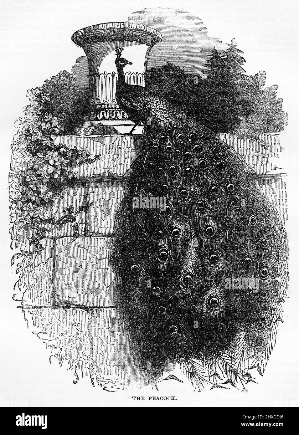 Incisione di un magnifico pavone, critica di Pavo, che mostra la sua coda Foto Stock